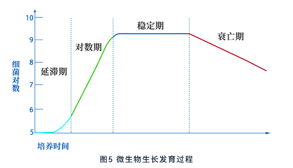微生物生长发育过程 微生物生长发育过程