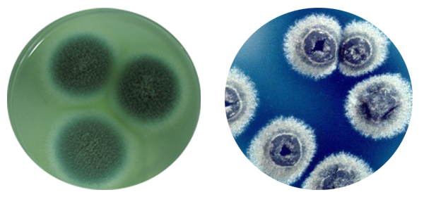 左：青霉素 右：链霉素