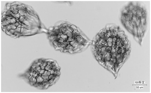 明胶微载体 明胶微载体